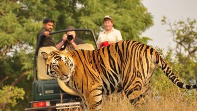 Safari στην Ινδία